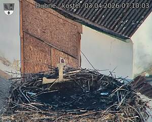 Capi_Dubne_20260403_071003.jpg (1350&nbsp;x&nbsp;1080)