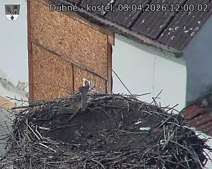 Capi_Dubne_20260403_120002.jpg (1350&nbsp;x&nbsp;1080)