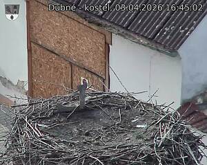 Capi_Dubne_20260403_164502.jpg (1350&nbsp;x&nbsp;1080)