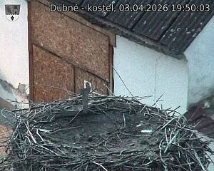 Capi_Dubne_20260403_195003.jpg (1350&nbsp;x&nbsp;1080)