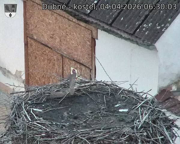 Capi_Dubne_20260404_063003.jpg (1350&nbsp;x&nbsp;1080)