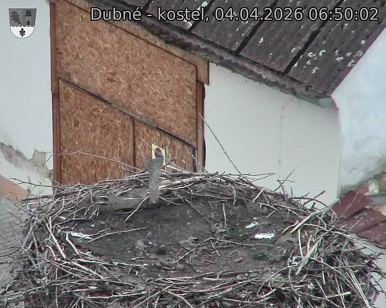 Capi_Dubne_20260404_065002.jpg (1350&nbsp;x&nbsp;1080)