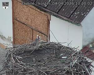 Capi_Dubne_20260404_132002.jpg (1350&nbsp;x&nbsp;1080)