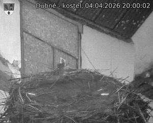 Capi_Dubne_20260404_200002.jpg (1350&nbsp;x&nbsp;1080)