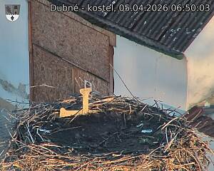 Capi_Dubne_20260405_065003.jpg (1350&nbsp;x&nbsp;1080)