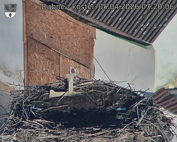 Capi_Dubne_20260405_072006.jpg (1350&nbsp;x&nbsp;1080)