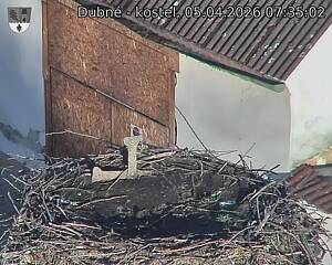 Capi_Dubne_20260405_073502.jpg (1350&nbsp;x&nbsp;1080)