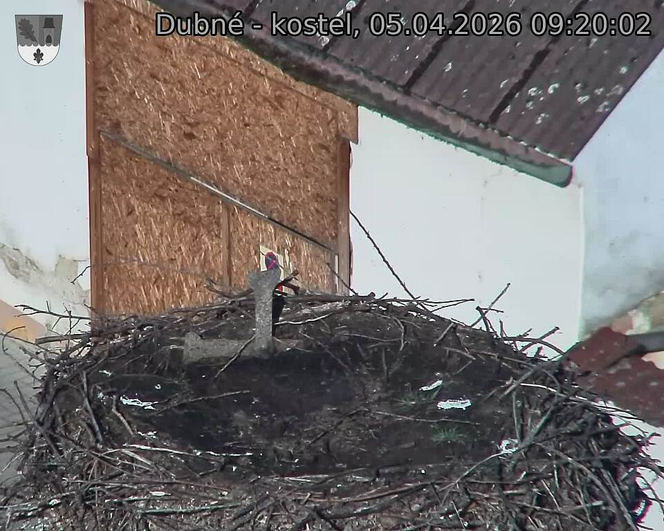 Capi_Dubne_20260405_092002.jpg (1350&nbsp;x&nbsp;1080)