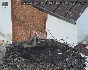 Capi_Dubne_20260405_092002.jpg (1350&nbsp;x&nbsp;1080)