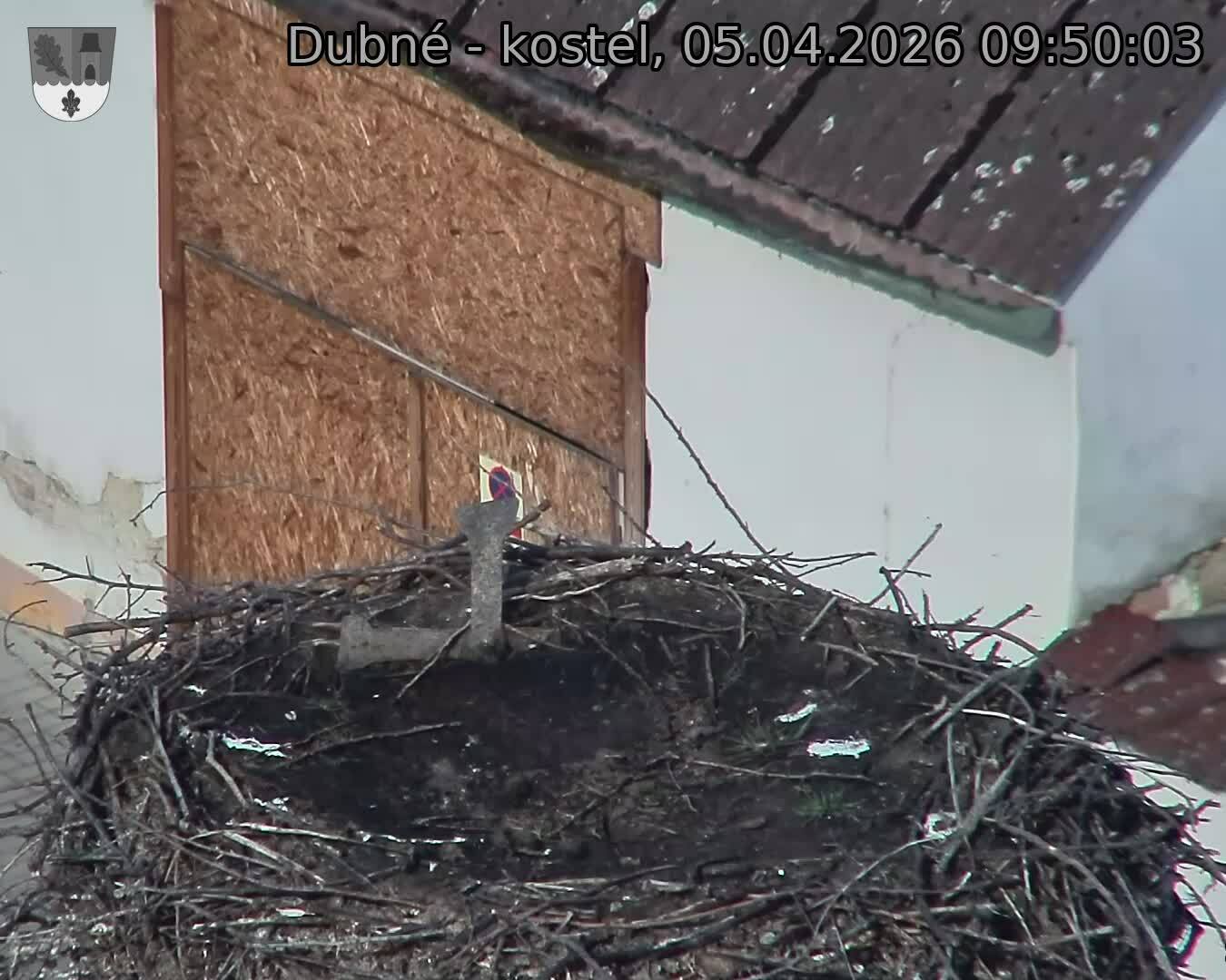 Capi_Dubne_20260405_095003.jpg (1350&nbsp;x&nbsp;1080)