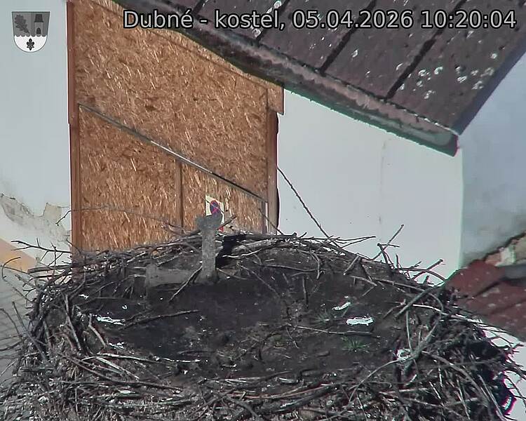 Capi_Dubne_20260405_102004.jpg (1350&nbsp;x&nbsp;1080)