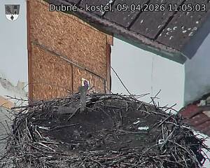 Capi_Dubne_20260405_110503.jpg (1350&nbsp;x&nbsp;1080)