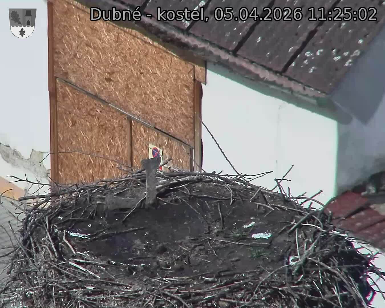 Capi_Dubne_20260405_112502.jpg (1350&nbsp;x&nbsp;1080)