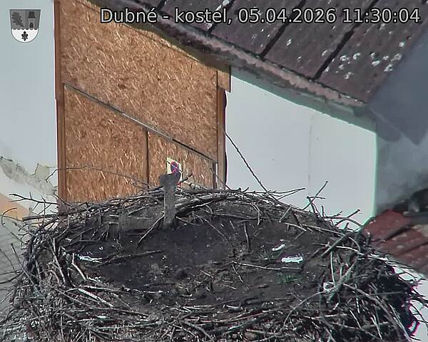 Capi_Dubne_20260405_113004.jpg (1350&nbsp;x&nbsp;1080)