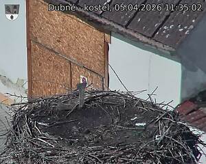 Capi_Dubne_20260405_113502.jpg (1350&nbsp;x&nbsp;1080)