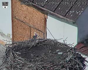 Capi_Dubne_20260405_115002.jpg (1350&nbsp;x&nbsp;1080)