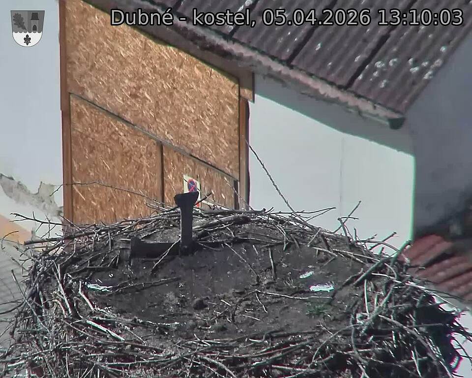 Capi_Dubne_20260405_131003.jpg (1350&nbsp;x&nbsp;1080)