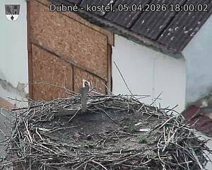 Capi_Dubne_20260405_180002.jpg (1350&nbsp;x&nbsp;1080)