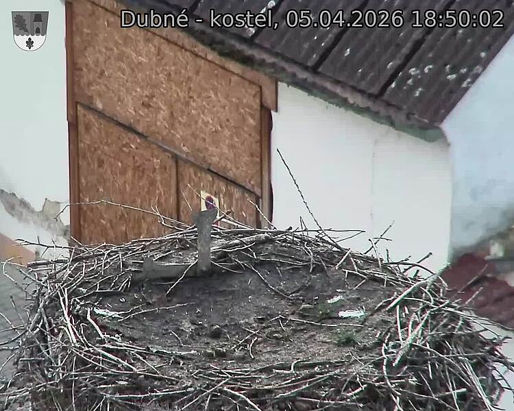 Capi_Dubne_20260405_185002.jpg (1350&nbsp;x&nbsp;1080)