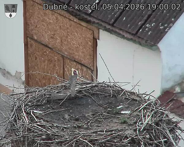 Capi_Dubne_20260405_190002.jpg (1350&nbsp;x&nbsp;1080)