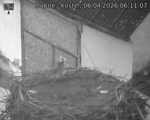 Capi_Dubne_20260406_061107.jpg (1350&nbsp;x&nbsp;1080)