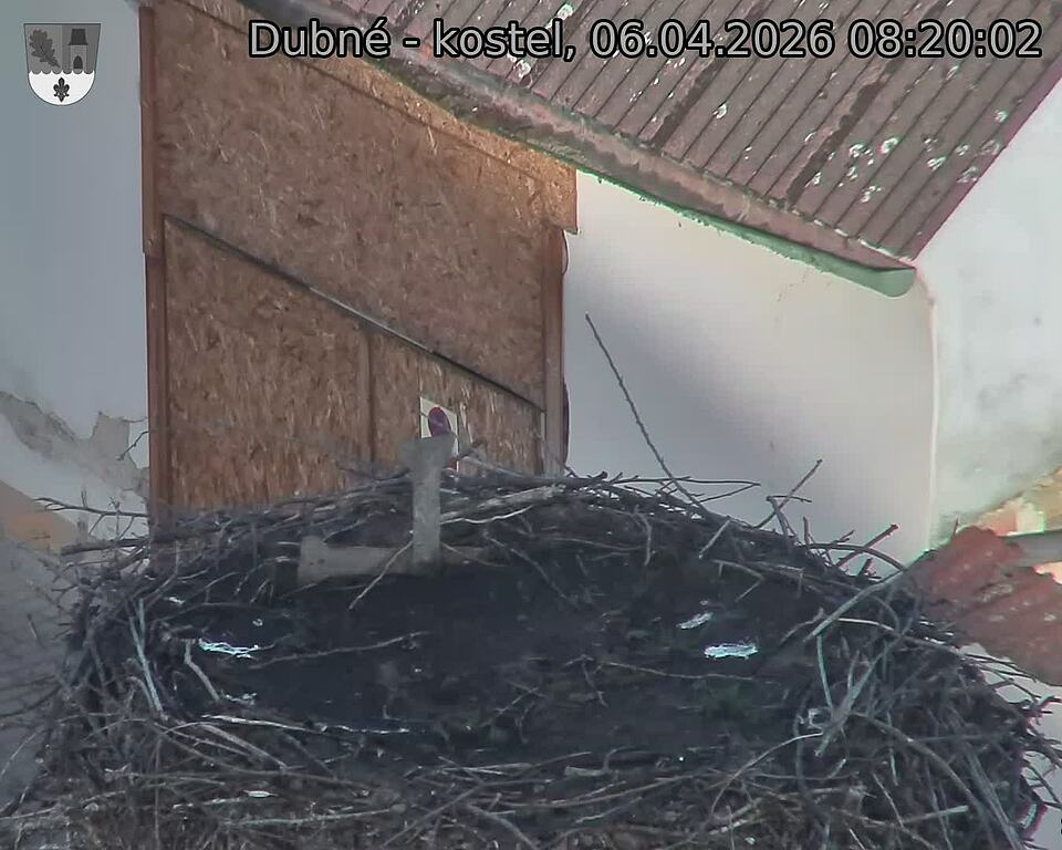 Capi_Dubne_20260406_082002.jpg (1350&nbsp;x&nbsp;1080)
