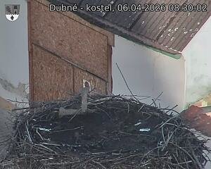 Capi_Dubne_20260406_083002.jpg (1350&nbsp;x&nbsp;1080)