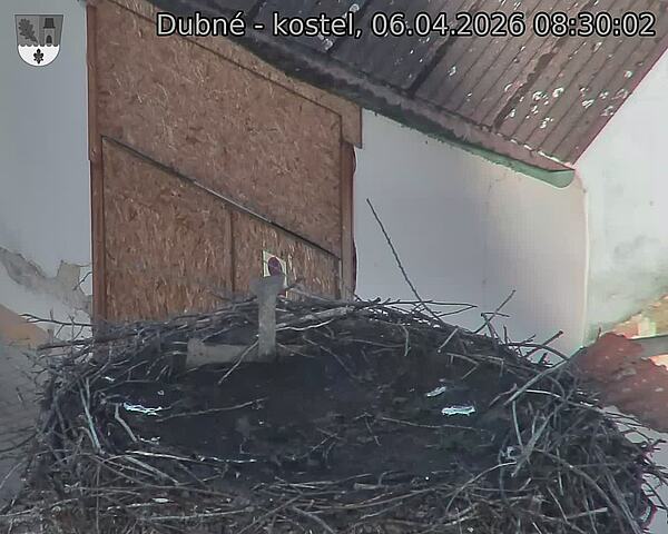 Capi_Dubne_20260406_083002.jpg (1350&nbsp;x&nbsp;1080)