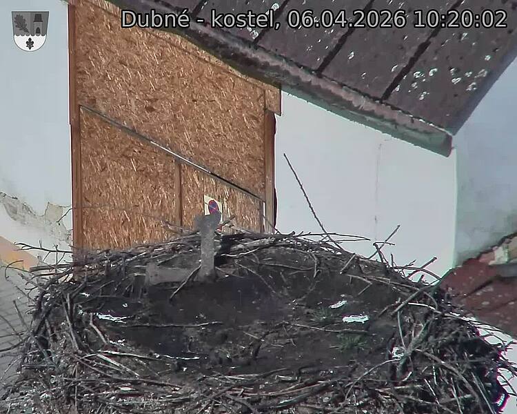 Capi_Dubne_20260406_102002.jpg (1350&nbsp;x&nbsp;1080)