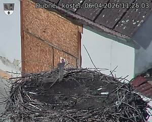 Capi_Dubne_20260406_112503.jpg (1350&nbsp;x&nbsp;1080)