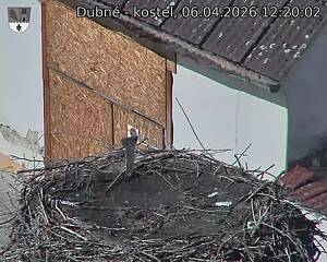 Capi_Dubne_20260406_122002.jpg (1350&nbsp;x&nbsp;1080)