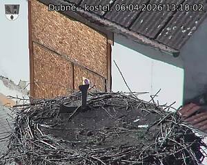 Capi_Dubne_20260406_131002.jpg (1350&nbsp;x&nbsp;1080)