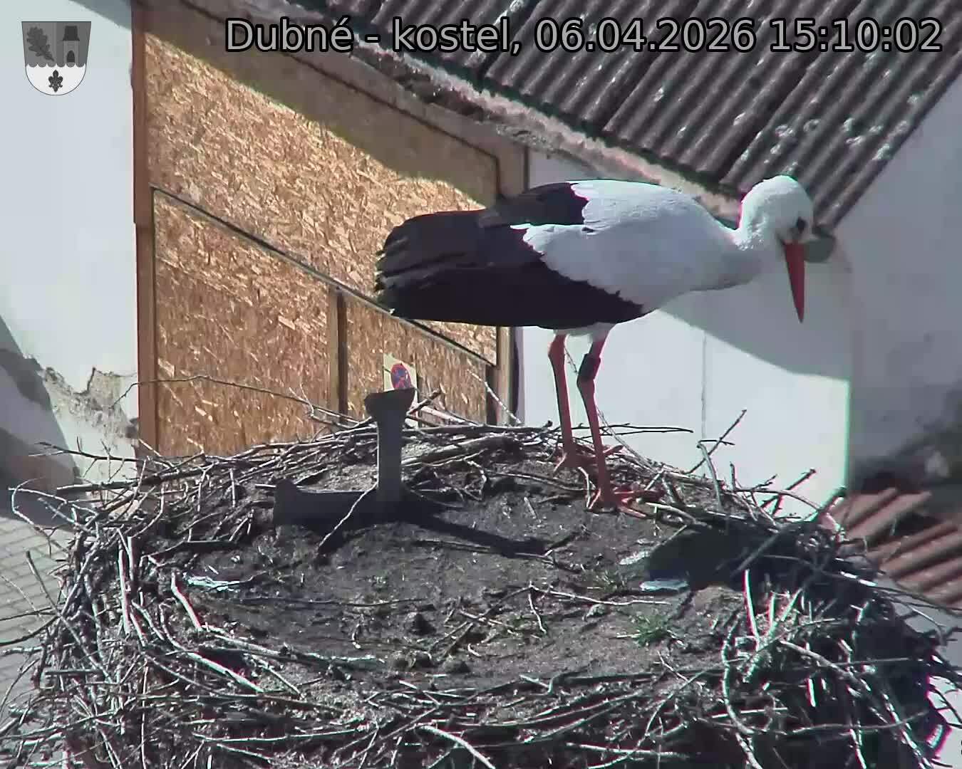 Capi_Dubne_20260406_151002.jpg (1350&nbsp;x&nbsp;1080)