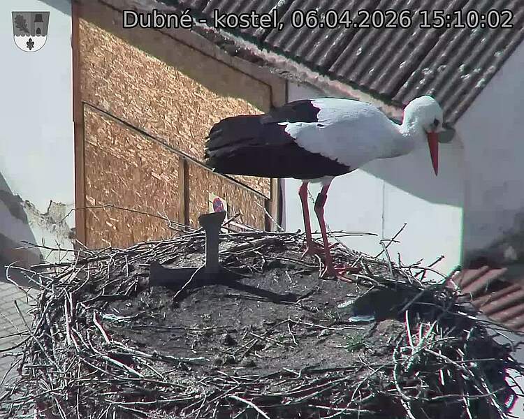 Capi_Dubne_20260406_151002.jpg (1350&nbsp;x&nbsp;1080)