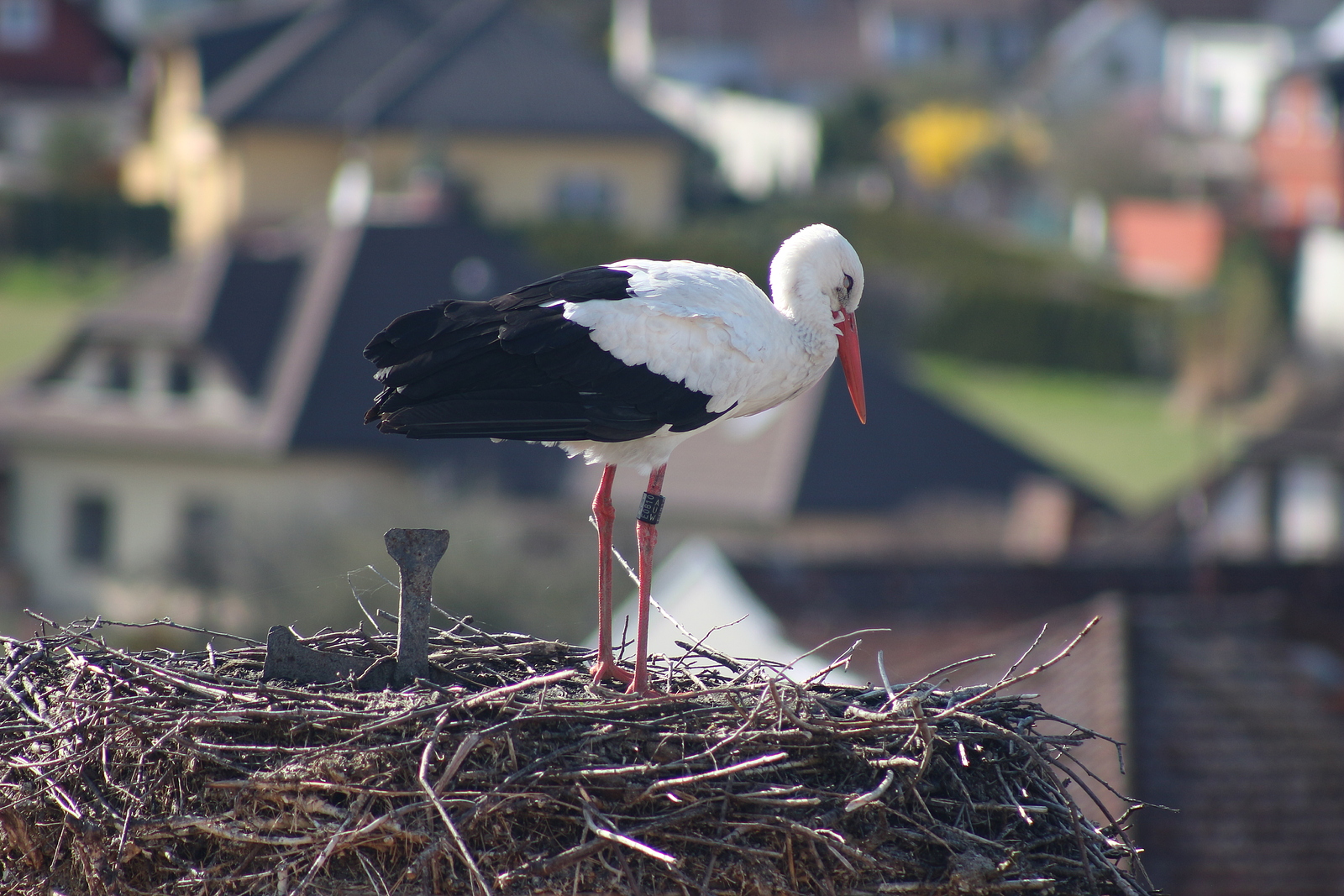 Capi_Dubne_20260406_160300.jpg (5184&nbsp;x&nbsp;3456)