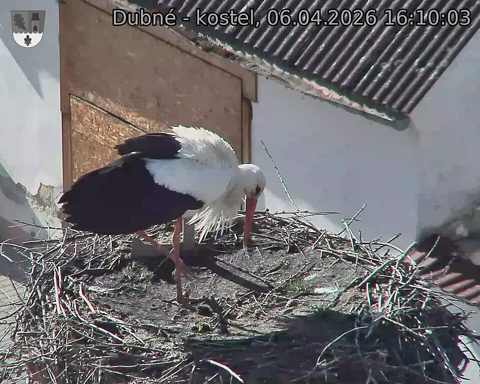Capi_Dubne_20260406_161003.jpg (1350&nbsp;x&nbsp;1080)