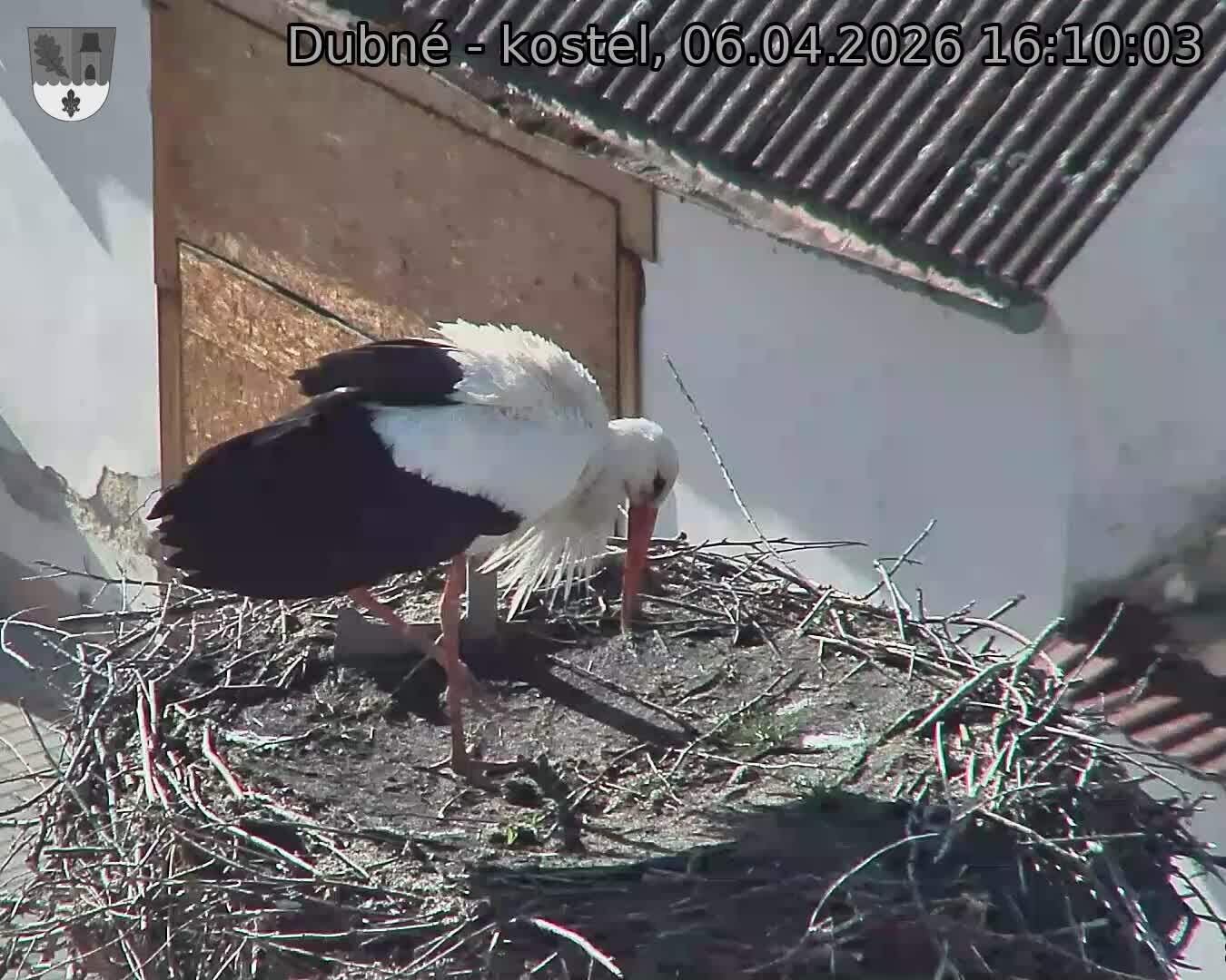 Capi_Dubne_20260406_161003.jpg (1350&nbsp;x&nbsp;1080)