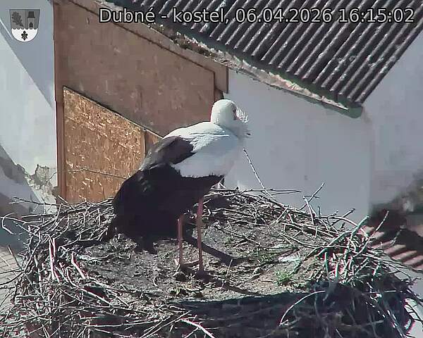 Capi_Dubne_20260406_161502.jpg (1350&nbsp;x&nbsp;1080)