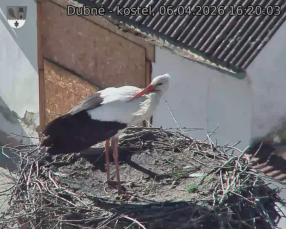 Capi_Dubne_20260406_162004.jpg (1350&nbsp;x&nbsp;1080)