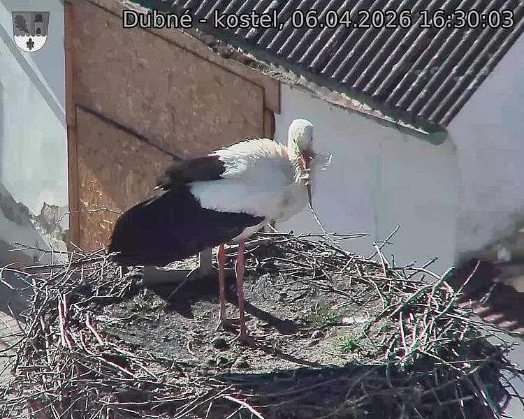 Capi_Dubne_20260406_163003.jpg (1350&nbsp;x&nbsp;1080)