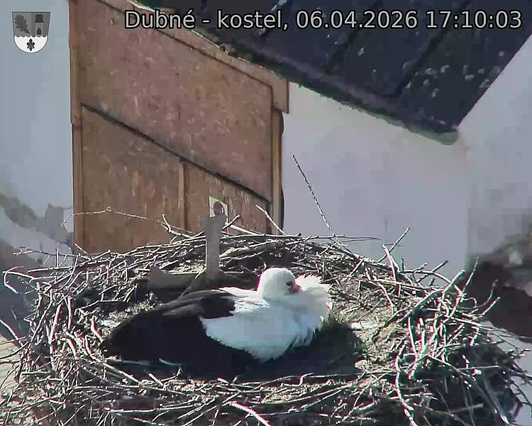 Capi_Dubne_20260406_171003.jpg (1350&nbsp;x&nbsp;1080)