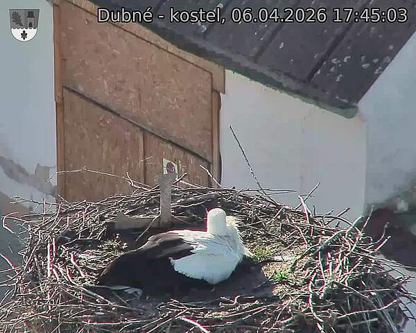 Capi_Dubne_20260406_174503.jpg (1350&nbsp;x&nbsp;1080)