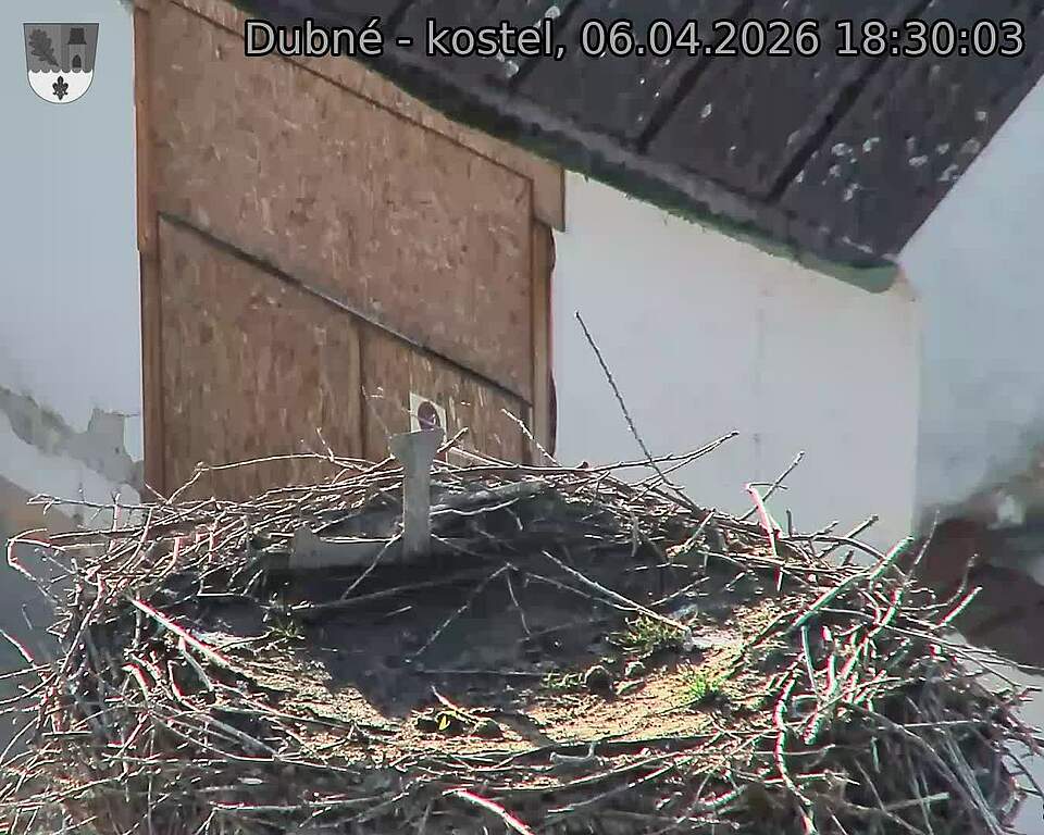 Capi_Dubne_20260406_183003.jpg (1350&nbsp;x&nbsp;1080)