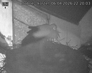 Capi_Dubne_20260406_222003.jpg (1350&nbsp;x&nbsp;1080)