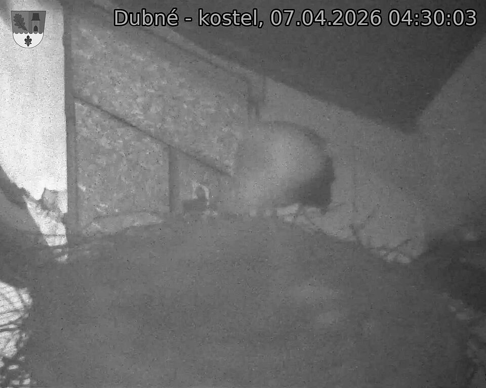 Capi_Dubne_20260407_043003.jpg (1350&nbsp;x&nbsp;1080)