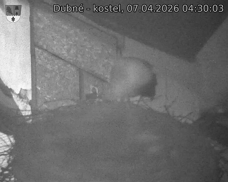 Capi_Dubne_20260407_043003.jpg (1350&nbsp;x&nbsp;1080)