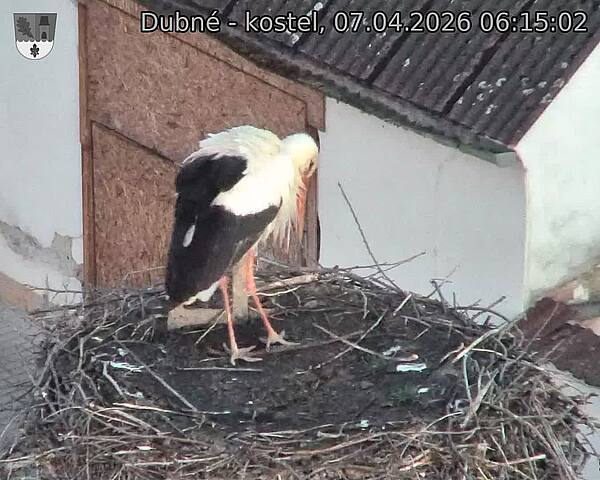 Capi_Dubne_20260407_061502.jpg (1350&nbsp;x&nbsp;1080)