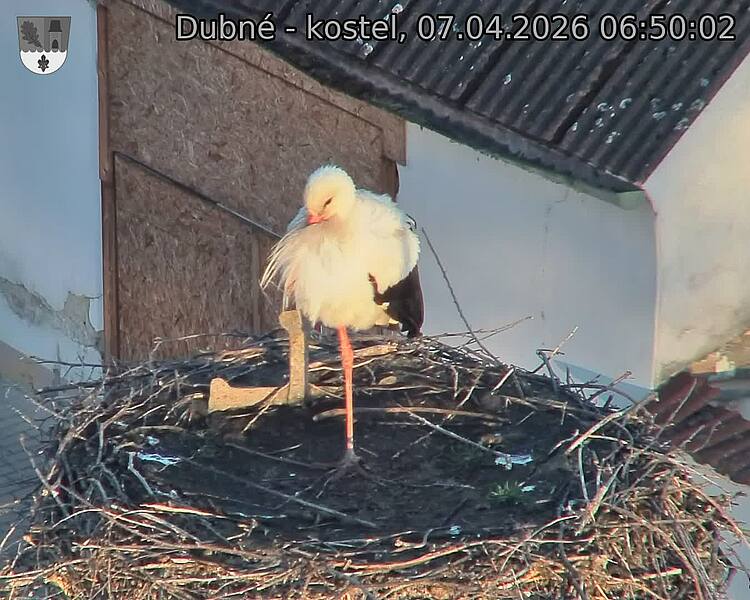 Capi_Dubne_20260407_065002.jpg (1350&nbsp;x&nbsp;1080)