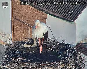 Capi_Dubne_20260407_071003.jpg (1350&nbsp;x&nbsp;1080)