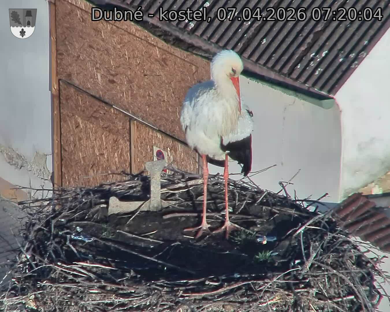 Capi_Dubne_20260407_072004.jpg (1350&nbsp;x&nbsp;1080)